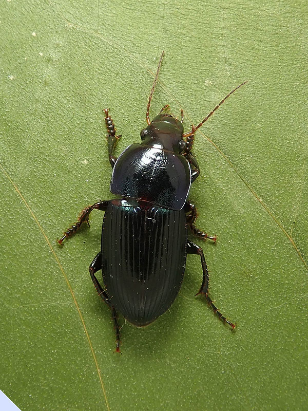 Carabidae: ancora Harpalus?  S, Harpalus dimidiatus